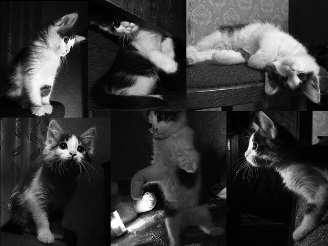 Коты, кошки, котята