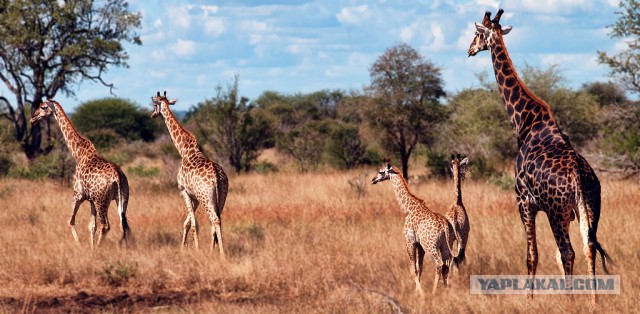 Всем нашим встречам,  увы, разлуки суждены...