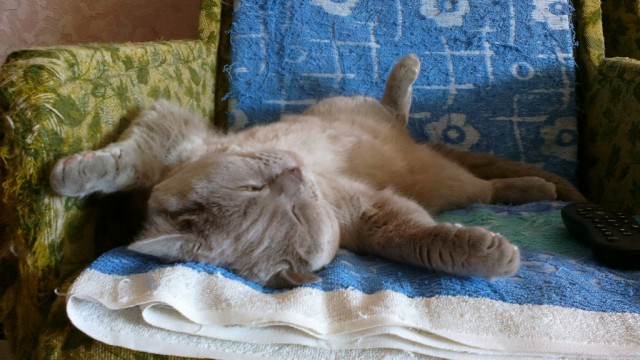Ваши фотки котов на телефон