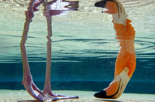 Подборка любопытных фотографий со всего света