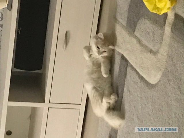 Котовторник  31.01.2017