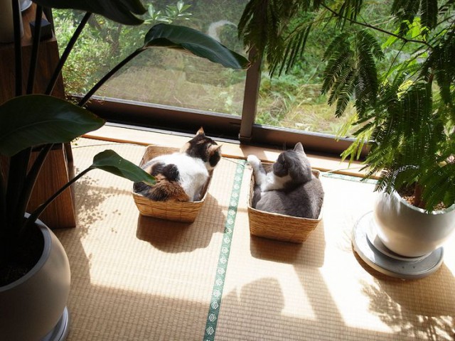 Коты и Кошки