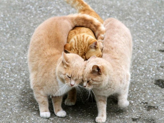 Коты и Кошки
