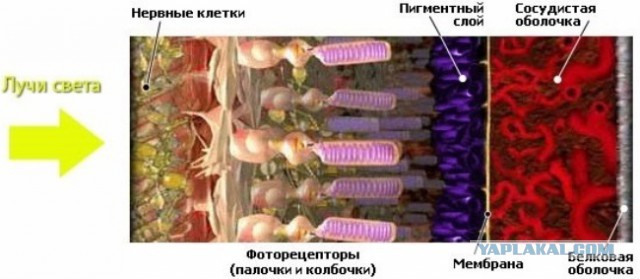 Что ищут офтальмологи на глазном дне?