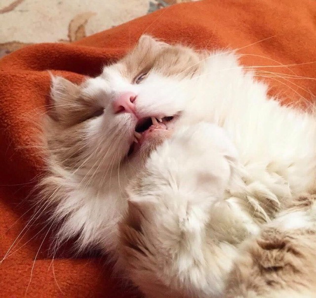 Коты и Кошки