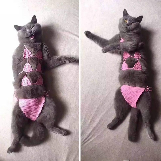 24 кота, которые подняли дерзость на новый уровень