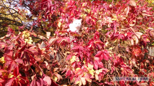 Котовторник  19.12.2017