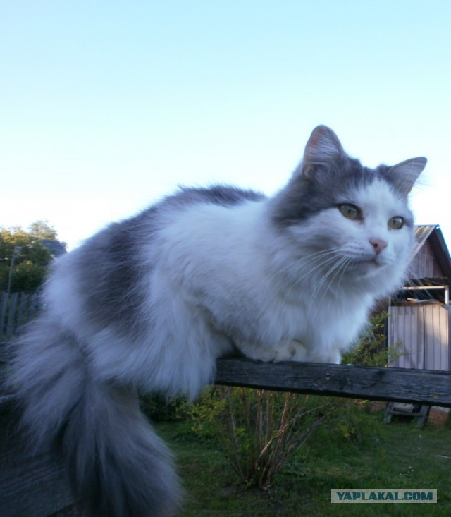 Котовторник 29.5.18