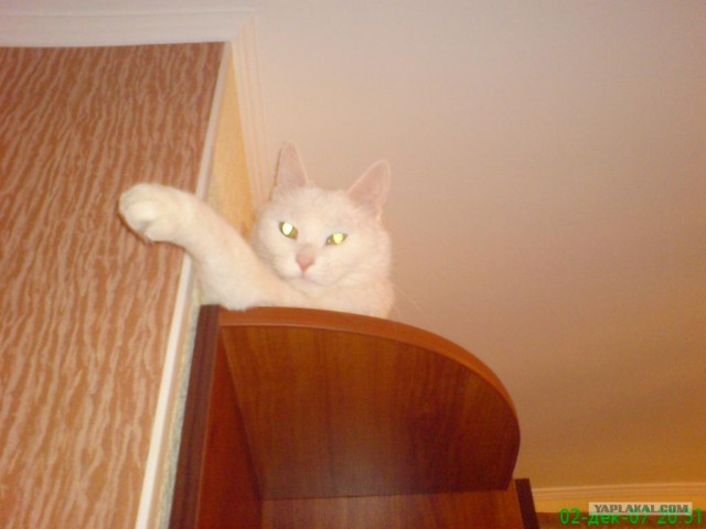 Котовторник на ЯПлакалъ (27.05.08), прикольные коты, добавляем свои!