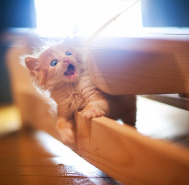 Немного милоты