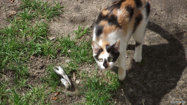 Начинаем котовторник!