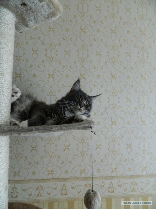 Супер-котофото на котовторник