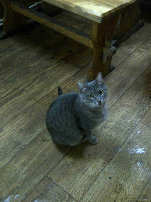 Котовторник 13.12.11 - магическе числа