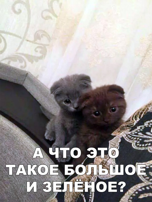Немного милоты