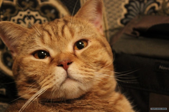 Котовторник (21.02.2012)