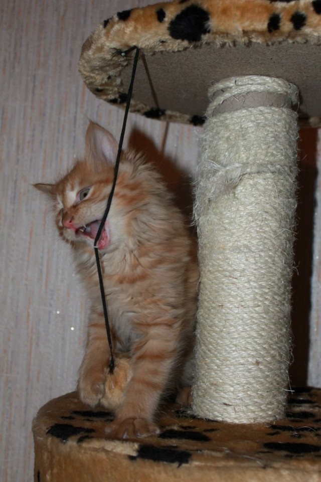 Котовторник 20.03.2012