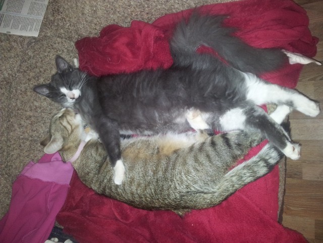 Котовторник 30.10.2012