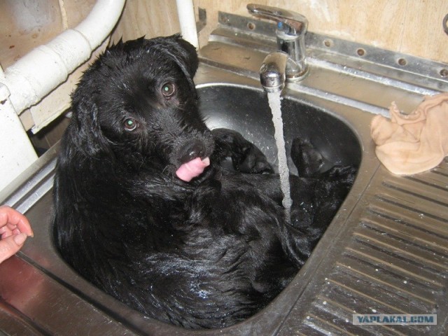 Собакочетверг