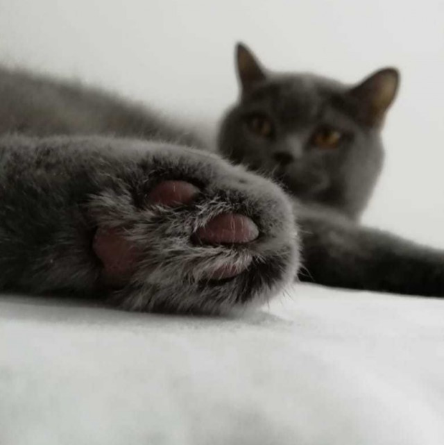 Прикольных котов пост
