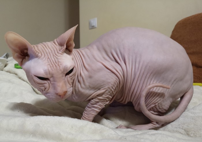 С Днём кошки!