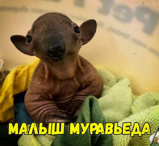 Милые животные. Мимиметр сломался