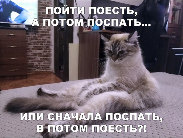 Забавные фото котеек