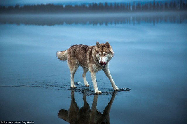 Живность из сети