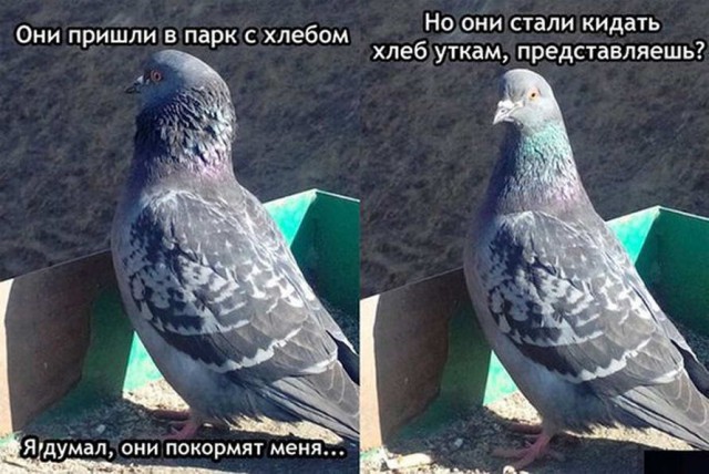 Забавные шутки, картинки и фразы из этих ваших интернетов