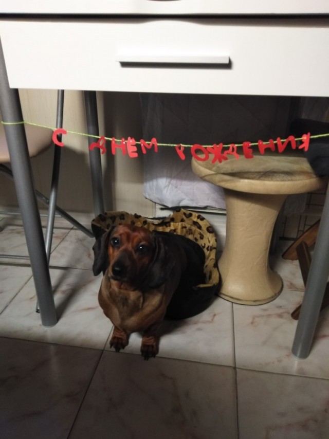 Живность из сети