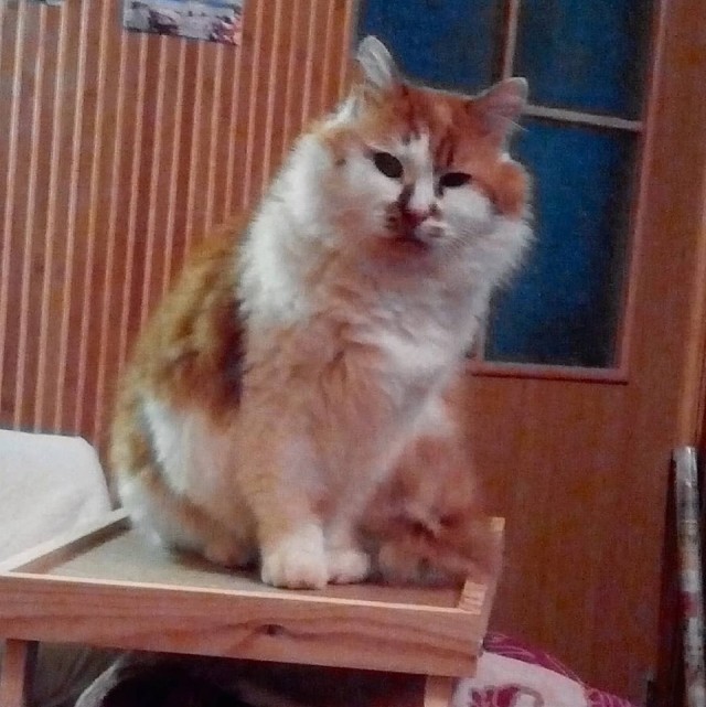 Ну, с котовторником!
