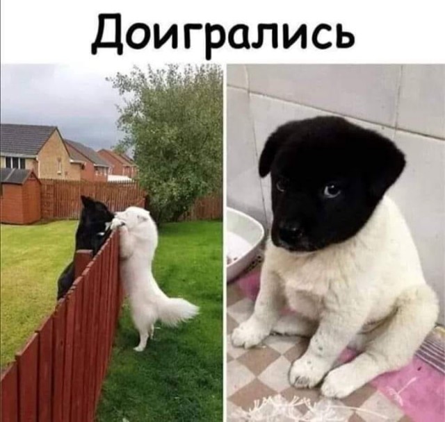 Подборка интересных и веселых картинок 25.04.20