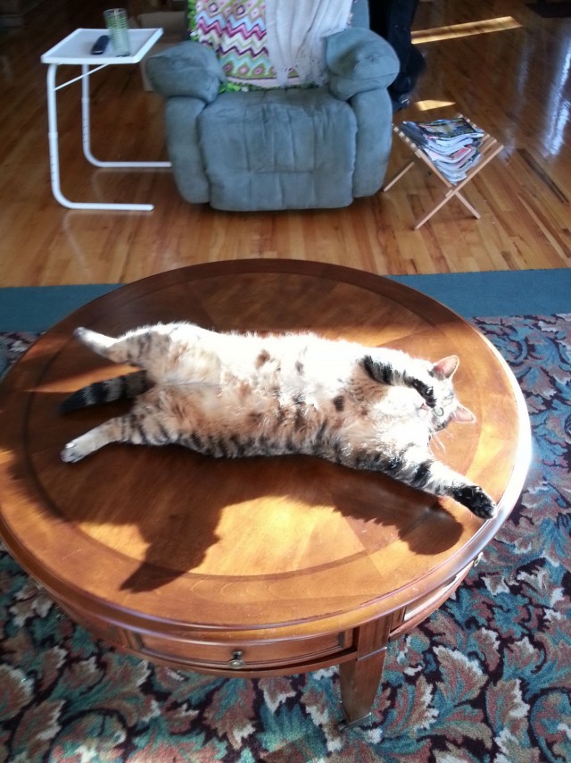 Котейки и солнышко