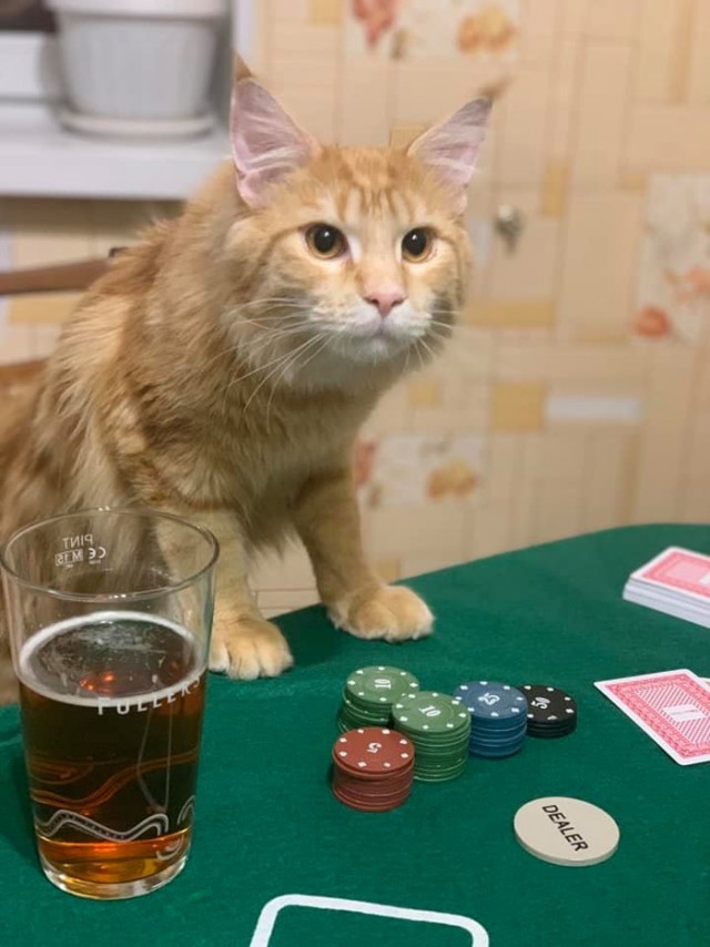 Азартный кот