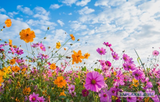 С днём рождения, Ati!