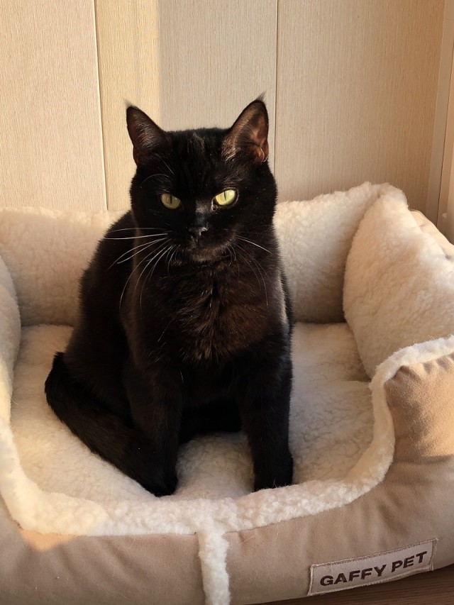Мои личные котейки к котовторнику!