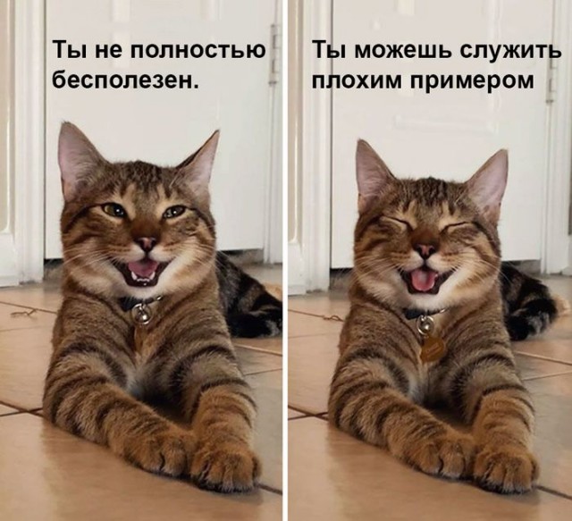 Картинки и мемы на все случаи жизни