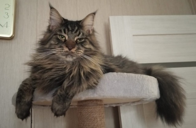 Котовторник 14.09.2021