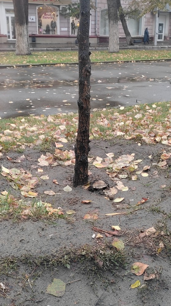 По грибы