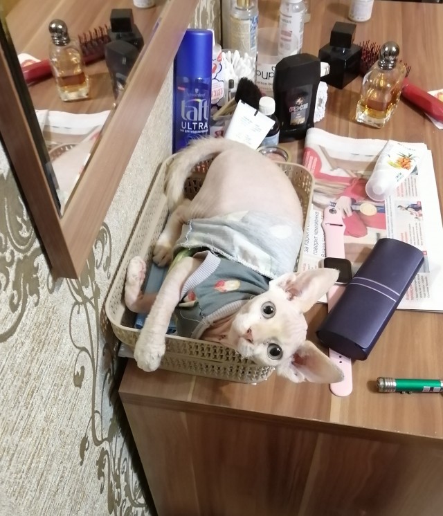 Котовторник 05.10.21 г