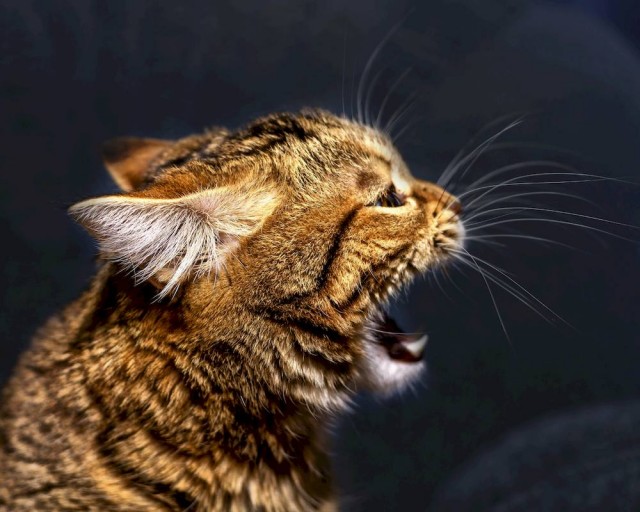 К котовторнику