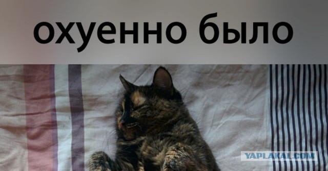 Мясоеды тебя порвут самый стремный клип, который я когда-либо видел!