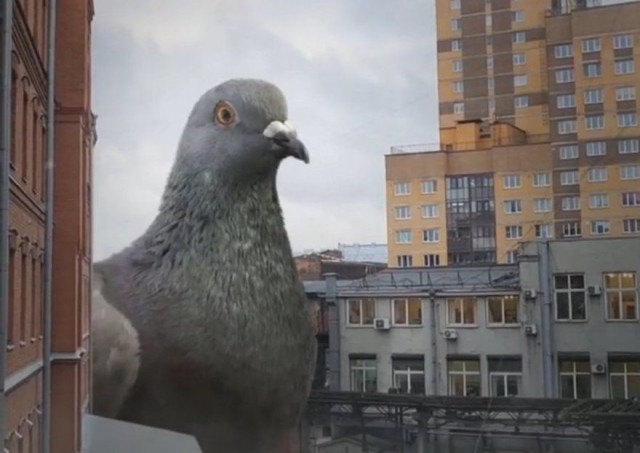Немного пятничных и где то смешных картинок