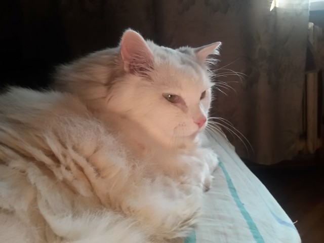 Котовторнику быть