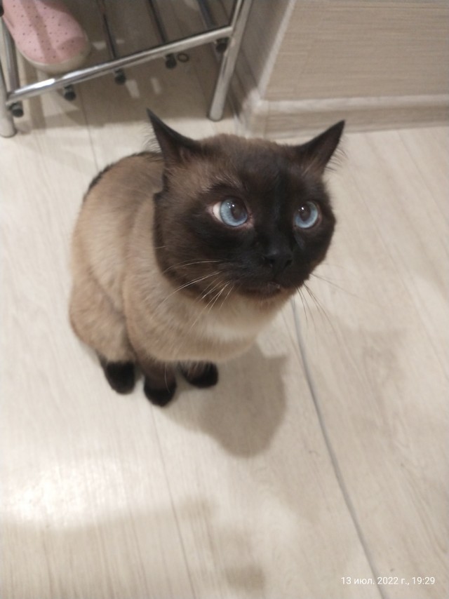 Котовторник 19.07.22
