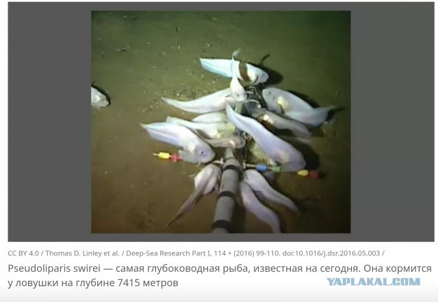 Марианская впадина