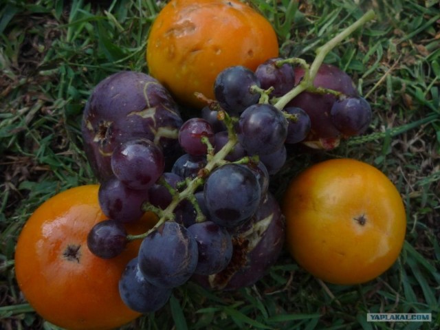 Абхазия там где....