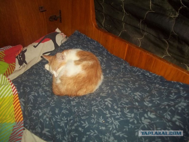Жизнь домашнего приюта для котеек 430