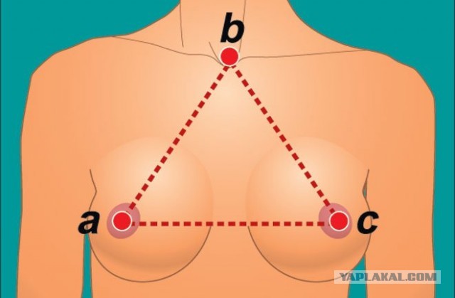 45 фактов о женской груди!