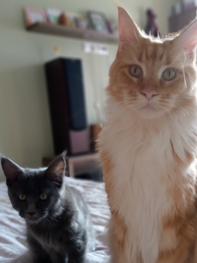 Котовторник
