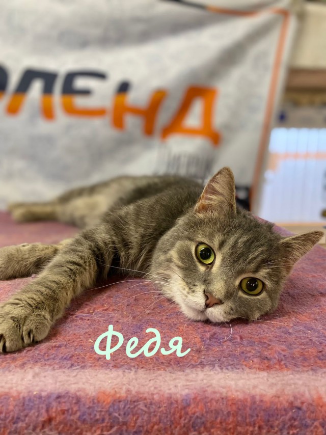 Жизнь домашнего приюта "Котоленд" 382